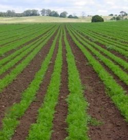 AGROTOURISM